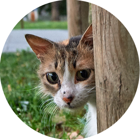 The cats of Istanbul was one of the highlights of this trip. At first she was pensive of the camera but later enjoyed the strange metal being.
