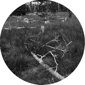 His way of capturing the mood and aesthetics of the subject are reasons why I view Ansel Adams as one of my favorite photographers. 