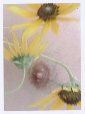 Male nipple with flowers