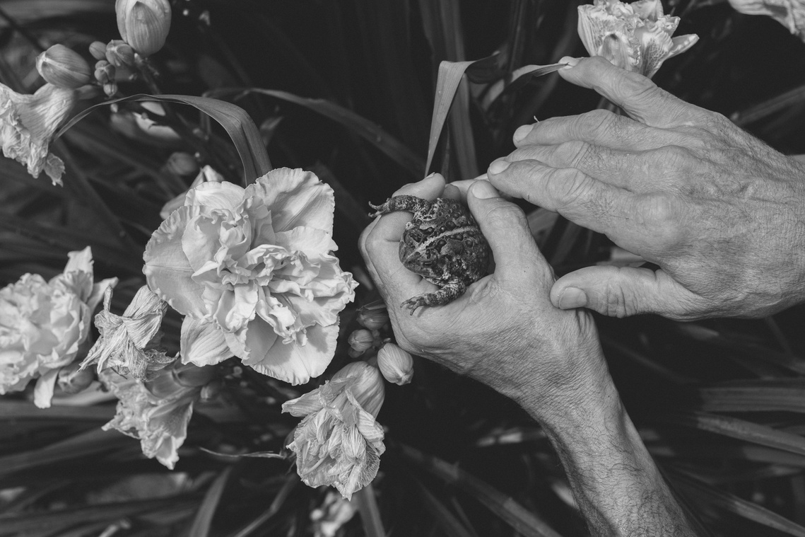 Black and white photo of older mans hands holding toad in flower bush