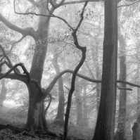 Beech trees in mist at Warter in the Yorkshire Wolds. A photograph by Tim Pearson.