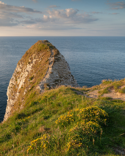 Soft summer light on the cliffs of Flamborough Head, East Yorkshire, UK. A photograph by Tim Pearson.