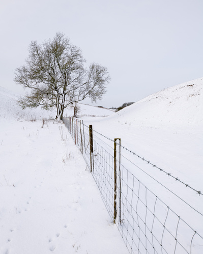 Snowfall on the trees and fence at the foot of Horse Dale, near Huggate on the Yorkshire Wolds, UK. A photograph by Tim Pearson.