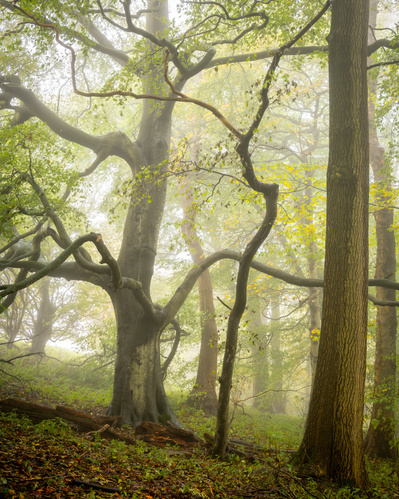 A young beech tree pushes its way between two old specimens, near Warter in the Yorkshire Wolds. A photograph by Tim Pearson.
