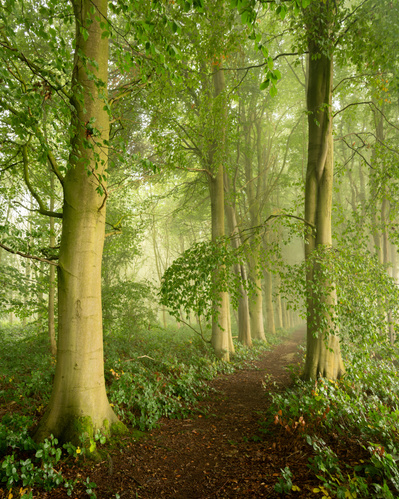 Late summer morning mist on the path through Southbelt plantation, Kilnwick, East Yorkshire. A photograph by Tim Pearson.