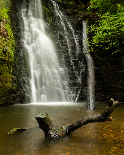 A fallen tree at Falling Foss waterfall in the North Yorkshire Moors. A photograph by Tim Pearson.