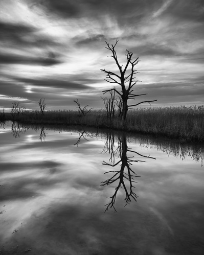 A dead tree reflected in water by the reed beds of Alkborough Flats, Lincolnshire, Uk. A photograph by Tim Pearson.
