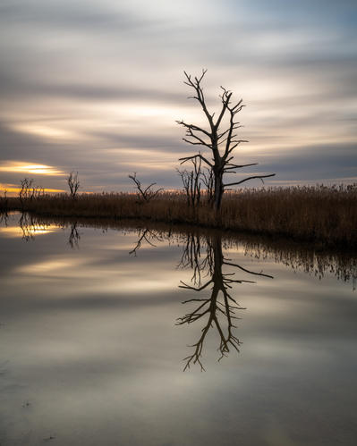 The skeletal shape of a dead tree reflected in water by where the River Trent meets the Humber at Alkborough, Lincolnshire. A photograph by Tim Pearson.