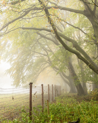 Beech trees overhang the deer fence at Warter, in the Yorkshire Wolds. A photograph by Tim Pearson.