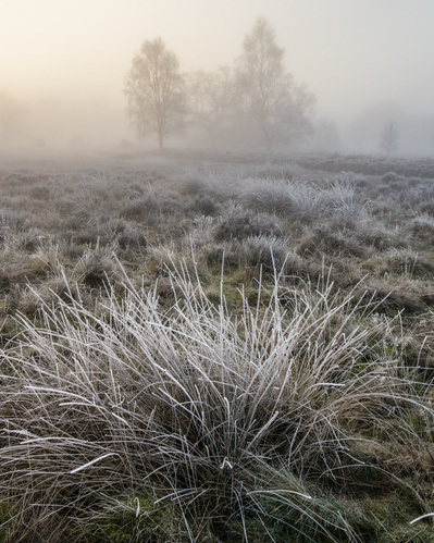 Apricity: winter sunlight on an East Yorkshire heathland. One of the Hibernal series of photographs by Tim Pearson.