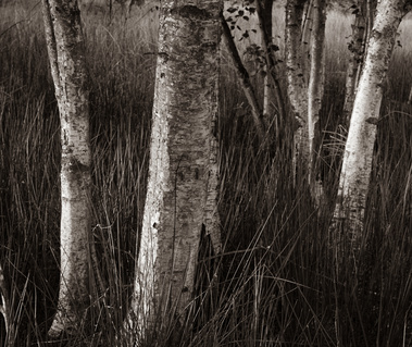 The light of sunset on silver birch trees at North Cliffe wood, East Yorkshire, UK. A monochrome photograph by Tim Pearson