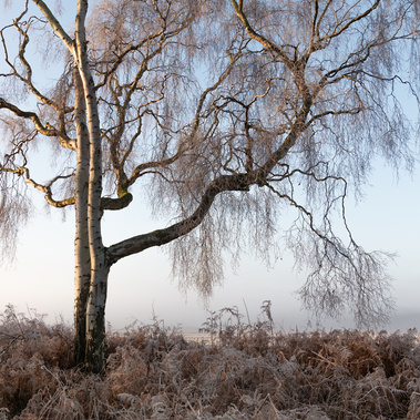 Silver birch in winter sunshine and frost at North Cliff Wood nature reserve, East Yorkshire, UK. A photograph by Tim Pearson.