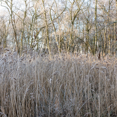 Frosted reeds. One of the Hibernal series of photographs by Tim Pearson.