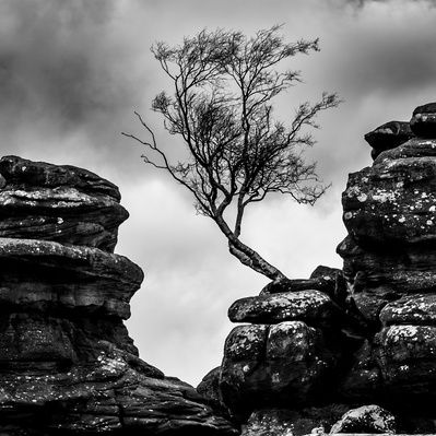 A lone silver birch clings to the rocks at Brimham, North Yorkshire. A photograph by Tim Pearson.