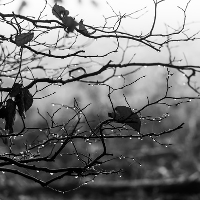 Dew drops on beech tree twigs in early morning light at Southbelt Plantation, Kilnwick, East Yorkshire. An image by Tim Pearson.