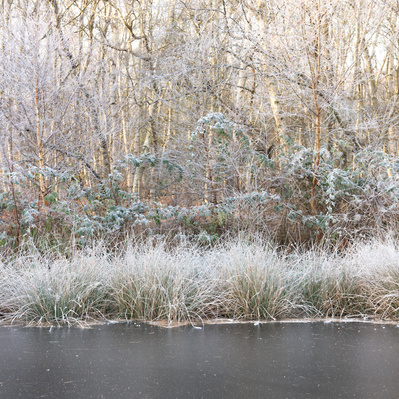 Winter textures: ice, brasses and silver birch in an East Yorkshire woodland. One of the Hibernal series of photographs by Tim Pearson.