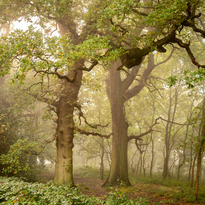 Twin oak trees in the mist at Burton Bushes, Beverley Westwood, East Yorkshire. A photograph by Tim Pearson.