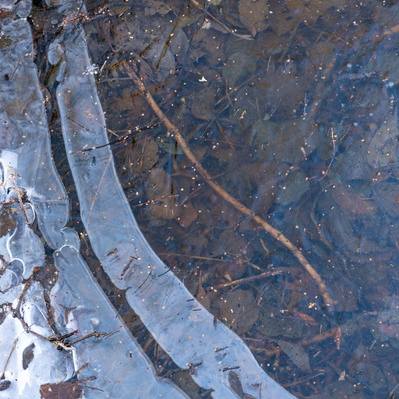 A fallen twig trapped by ice in an East Yorkshire woodland. One of the Hibernal series of photographs by Tim Pearson.