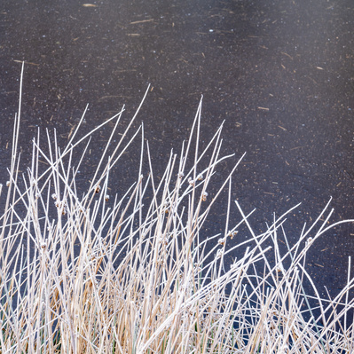 Ice and frosted cotton grass. Winter contrasts in an East Yorkshire woodland. One of the Hibernal series of photographs by Tim Pearson.