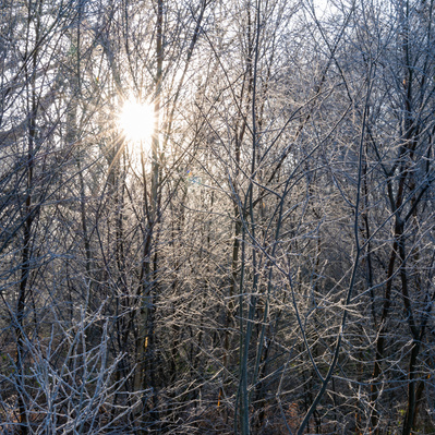 Sunlight through silver birch trees at a wintry North Cliffe Wood, East Yorkshire. A photograph by Tim Pearson.