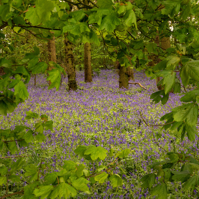 A carpet of bluebells framed by fresh spring leaves at Lund Moor Wood, East Yorkshire. A photograph by Tim Pearson.