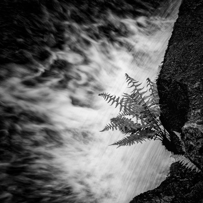 A fern clings to the rocks of Thomasson Foss waterfall near Beck Hole and Goathland in the North Yorkshire Moors. A photograph by Tim Pearson.