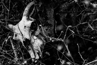 A sheep's skull embedded in a hedge at Seacross Lonning, Lake District, UK. An image by Tim Pearson.