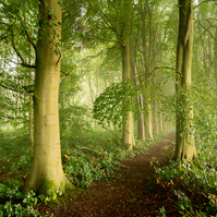 An avenue of beech trees in early autumn mist, East Yorkshire. A photograph by Tim Pearson.
