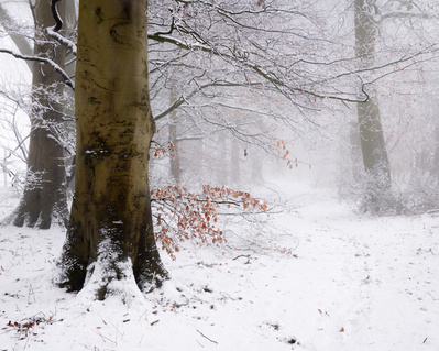 Snow covers the beech tree path of the Belt, above Warter in the Yorkshire Wolds. A photograph by Tim Pearson.