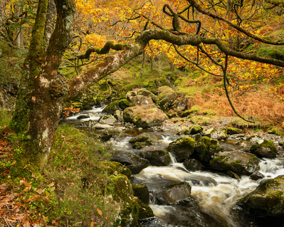 Autumn colours surround Watendlath beck above Lodore Falls, Borrowdale, Lake District. A photograph by Tim Pearson.