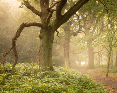 The ancient woodland of Beverely Westwood in early morning mist. A photograph by Tim Pearson.