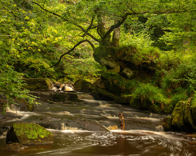 A spider-like tree reaches out over West Beck near Mallyan Spout, Goathland, North Yorkshire Moors. A photograph by Tim Pearson.