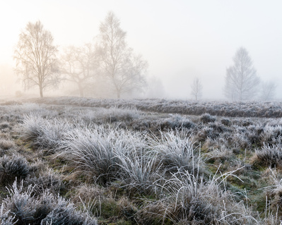 Early morning sunlight on a misty heathland in East Yorkshire. One of the Hibernal series of photographs by Tim Pearson.