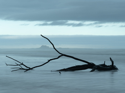 Lindisfarne Castle framed by driftwood on Ross Sands, Northumbria. A photograph by Tim Pearson