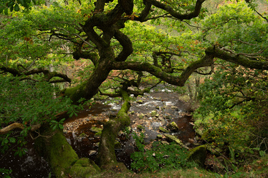 The limbs of an oak tree reach out across the beck near Goathland, North Yorkshire. A photograph by Tim Pearson.