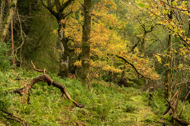 Deep autumnal colours in Birch Wood, near Helmsley, North Yorkshire. A photograph by Tim Pearson.