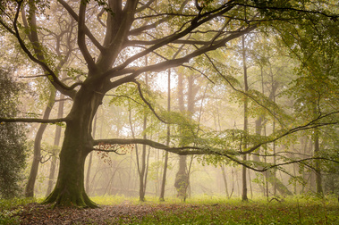 Limbs of an ancient beech tree in mist, at Burton Bushes, Beverley Westwood. A photograph by Tim Pearson.