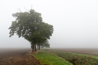 Trees in the mist on farmland near Bealey's Lane, Lockington, East Yorkshire. A photograph by Tim Pearson.