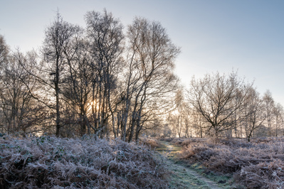 A winding path through silver birch trees. One of the Hibernal series of photographs by Tim Pearson.