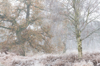 Frosted oak and silver birch. One of the Hibernal series of photographs by Tim Pearson.