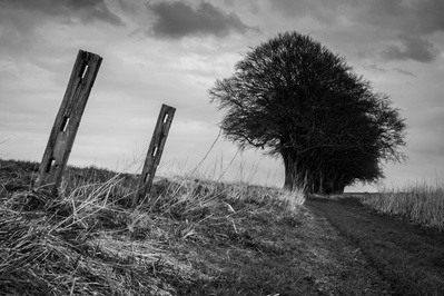 Beech trees and old fence posts above Fairy Dale in the Yorkshire Wolds. A photograph by Tim Pearson.