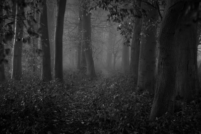 The hint of a path cuts through pre-dawn woodland at Southbelt Plantation, Kilnwick, East Yorkshire. An image by Tim Pearson.