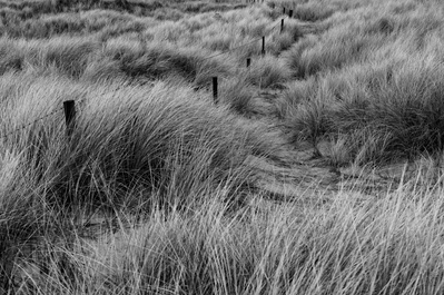 A footpath runs by a fence through marram grass at Ross Sands, Northumbria, UK. A photograph by Tim Pearson.