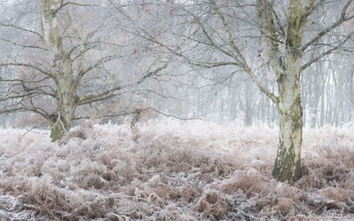 Frosted silver birch trees and bracken on an East Yorkshire heathland. One of the Hibernal series of photographs by Tim Pearson.