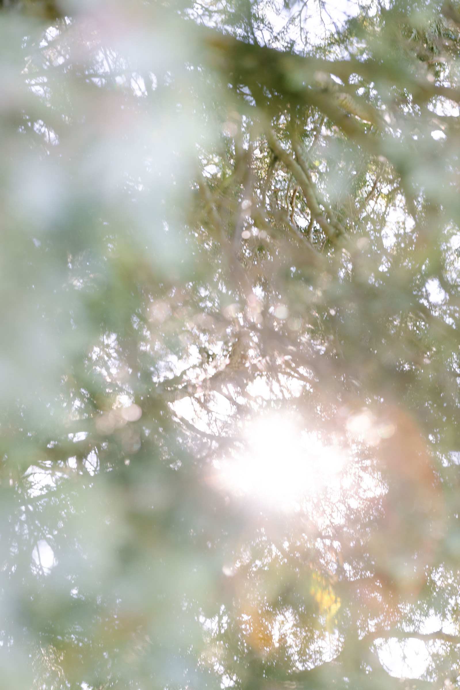Spruce in the sun