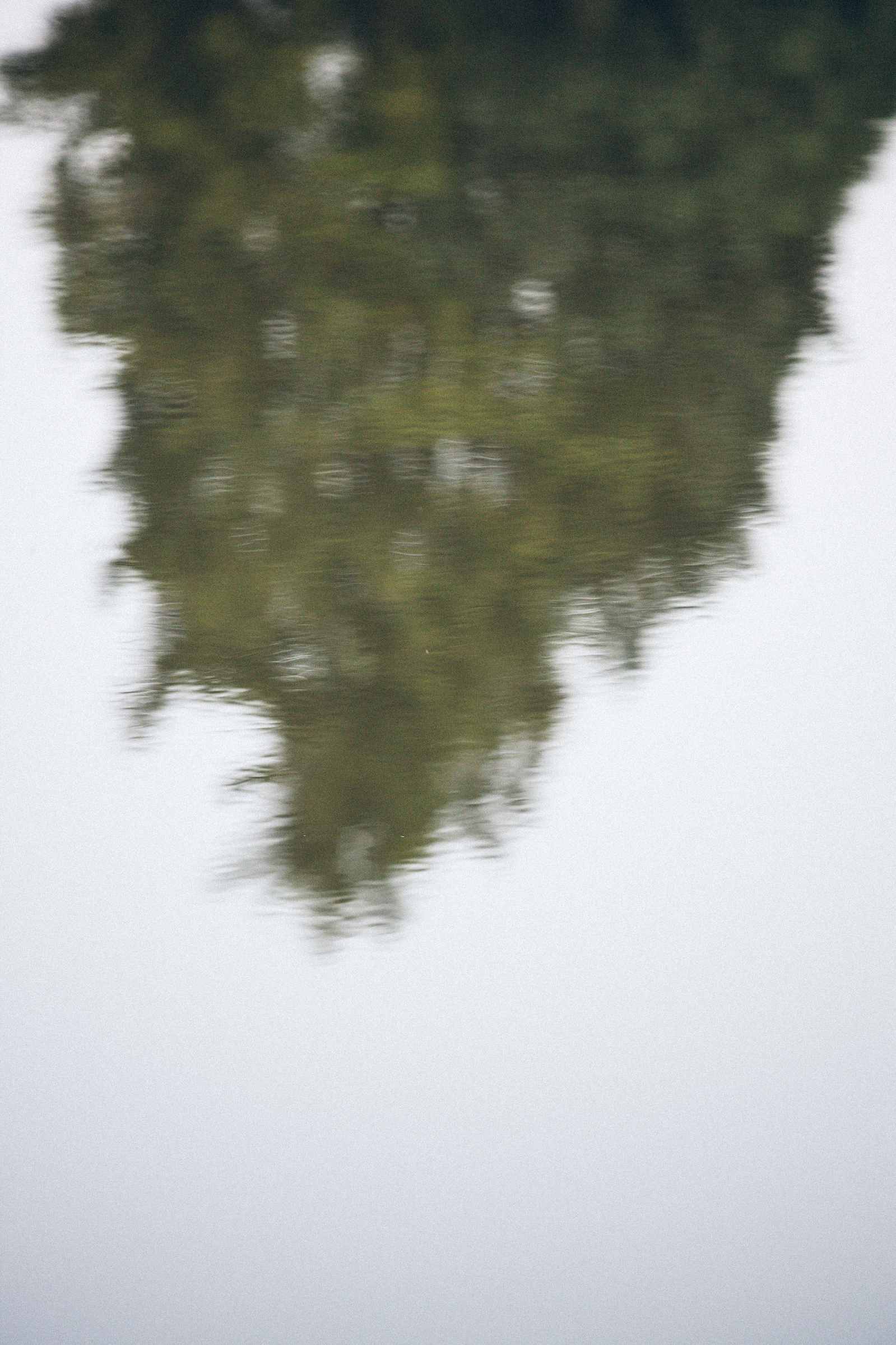 Reflection of a tree in water 
analog picture of tree in water 