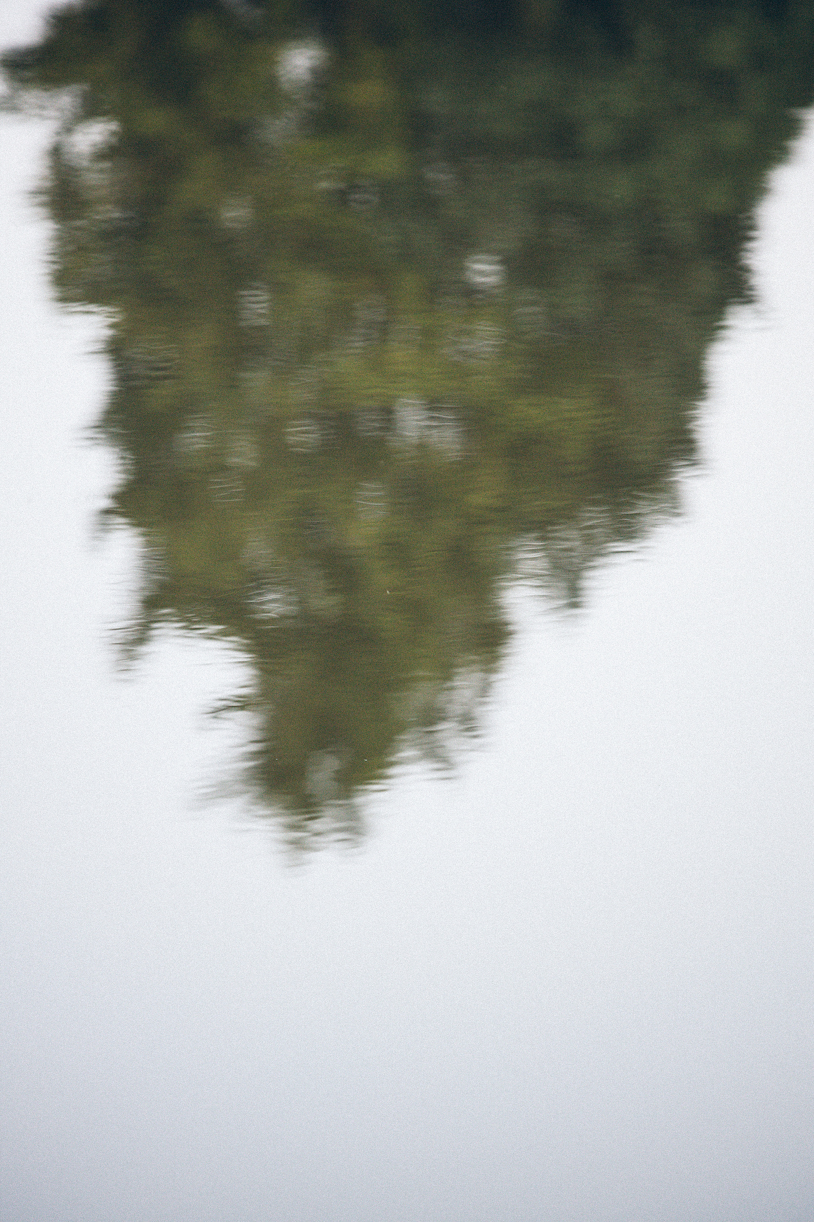 Reflection of a tree in water 
analog picture of tree in water 