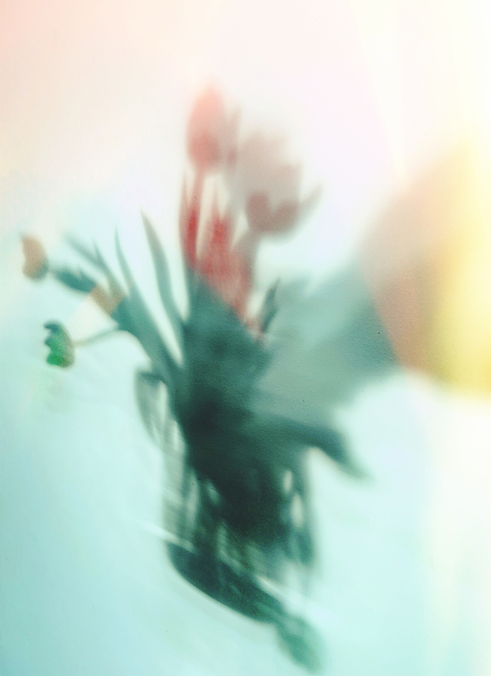 Art
Tulips
Flowers
Announcement
Tulp
Fotokunst
