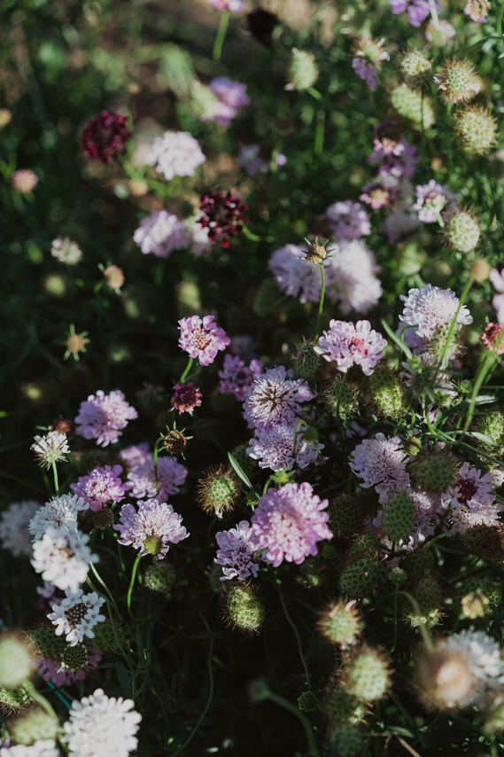 Photography Canberra creative Louise Hunt micro flower farmer and florist