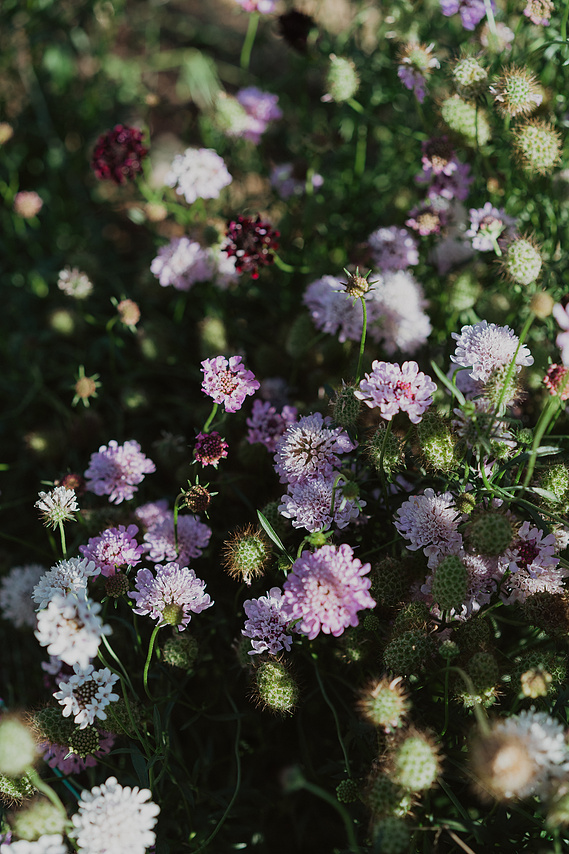 Photography Canberra creative Louise Hunt micro flower farmer and florist